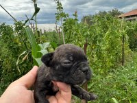A KALİTE FRENCH BULLDOG YAVRULARI YALOVA