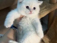 British Shorthair Golden Point Erkek