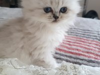 Yavru british longhair teslime hazır