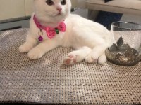 Scottish fold 3 yaşa yakın dişi