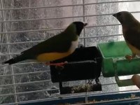 2024 ve 2025 çok bakımlı golden finch