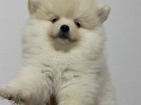 Pomeranian boo