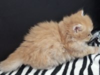 Golden ve silver chinchilla şecereli anne babalardan