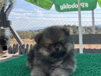 Pomeranian boo bebeklerimiz