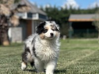 Enfes Avustralya Çoban Köpeği Yavruları