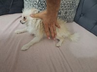 MİKRO DİŞİ POMERANİAN HİÇ ÇİFTLEŞMEDİ