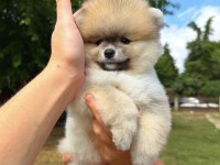 ORANGE POMERANİAN BOO DİŞİ