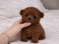 Evinizin Yeni Poodle Üyesi
