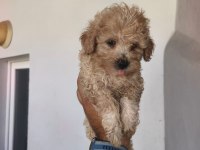 Maltipoo yavruları