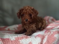 Toy Poodle Yavrularımız