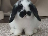 LOP TAVŞANLARIMIZ GÜN İÇİ GÖNDERİM MEVCUT