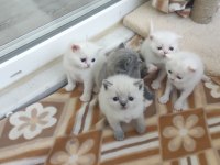Beyaz British Shorthair