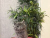 Bebek Yüz British Shorthair Yavrular