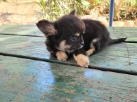 TEACUP CHİHUAHUA DİŞİ
