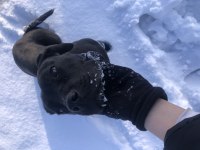Güzel cane corso kızımız gece