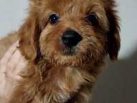 Poodle ayarında maltipoo