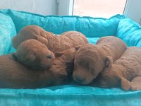 Toy poodle