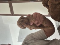 Sağlık Garantili Toy Poodle Yavrular