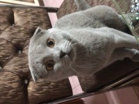 Erkek scottish fold kedimi sahiplendireceğim