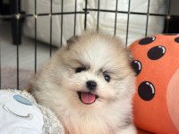 Rezerveye açık erkek pomeranian kardeşler