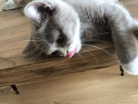 İran ve British Shorthair kurması güzeller güzeli yavru