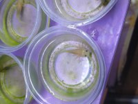 axolotl yavrularım