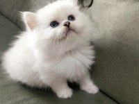 A kalite güzel british longhair yavru