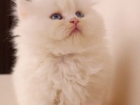 ŞECERELİ A KALİTE DİŞİ İRAN KEDİSİ BEBEKLER
