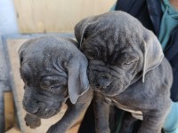 Orjinal blue cane corso italiano