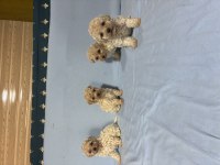 MALTİPOO KÖPEĞİMİZ