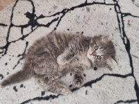 british longhair