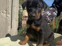 King Doberman Köpekler