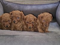 ORJİNAL TOY POODLE GEL GÖR AL GİT