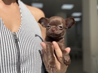 Çikolata Prenses Chihuahua