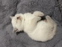 Bal surat british shorthair