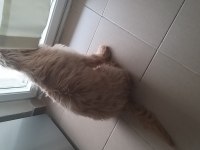 5,5 Aylık Maltipoo