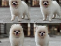 Mersin pomeranian boo köpeği