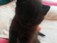 1.5 Aylık British Shorthair Antalya