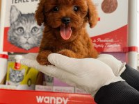 Sevgi dolu ailelerimiz için poodle bebekler