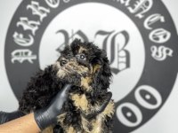 Irk garantili toy poodle yavruları