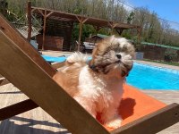 Kraliyet soyundan gelen Shih Tzu Yavruları