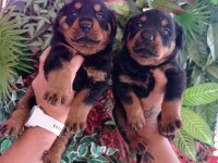 42 günlük yavru Rottweiler