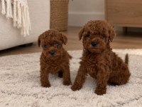 Kore Poodle Anne Baba nın Bebekleri