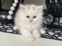 Duygularınızı değiştirecek yeni chinchilla bebişlerim