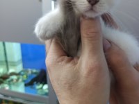 55 günlük iki erkek bir dişi scottish fold yavrular