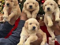 Golden Retriever Yavrularımız