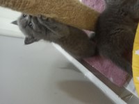BRİTİSH SHORTHAİR KEDİLERİMİZ