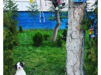İngiliz av köpeği