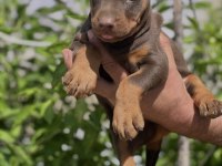 Safkan Doberman Yavrular