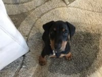 4.5 aylık dişi doberman